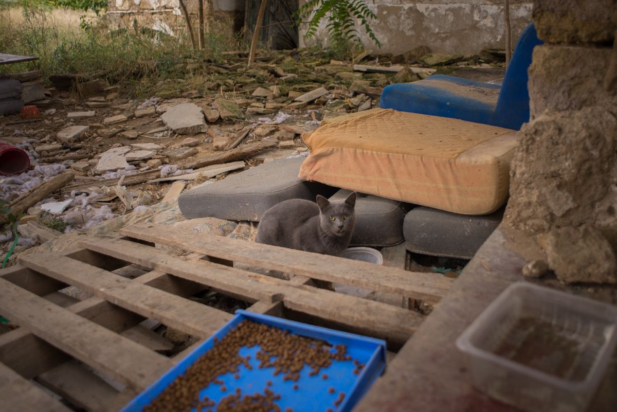 Gatos callejeros en Jerez, en una imagen de archivo. FOTO: MANU GARCÍA