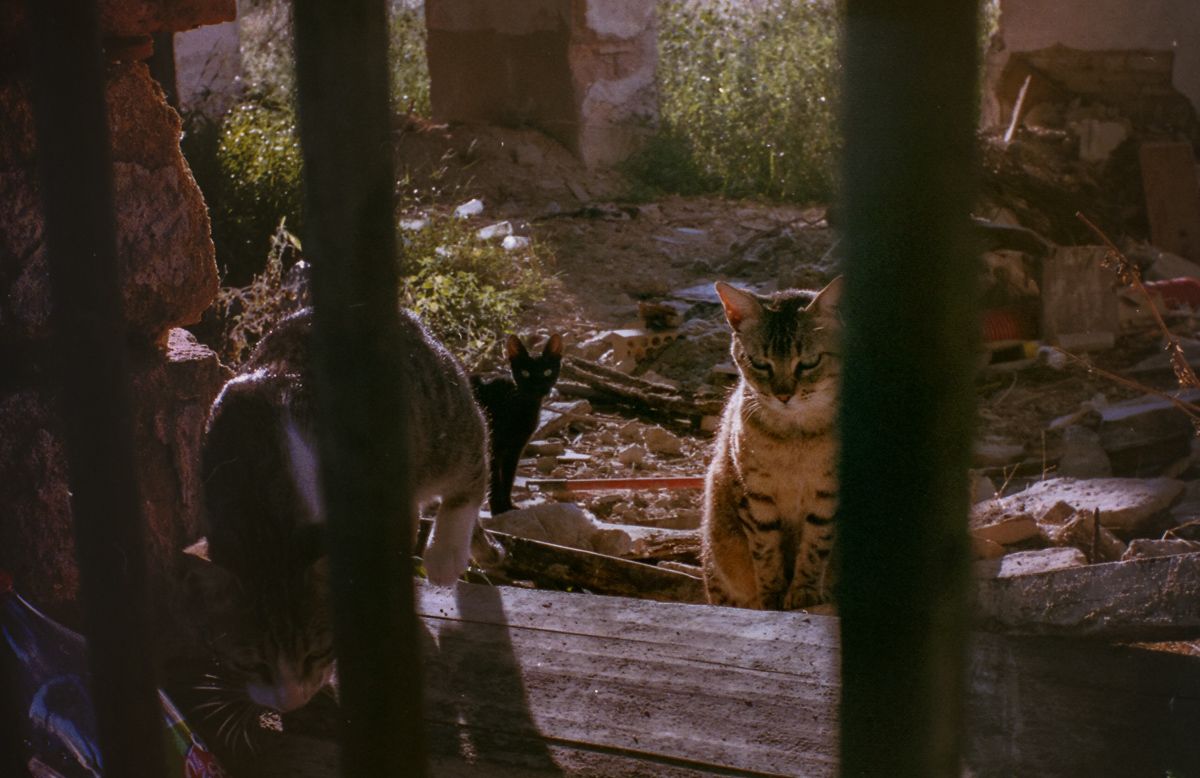 Imagen de archivo de varios gatos pertenecientes a una colonia de Jerez que serán atendidos por cinco protectoras locales.