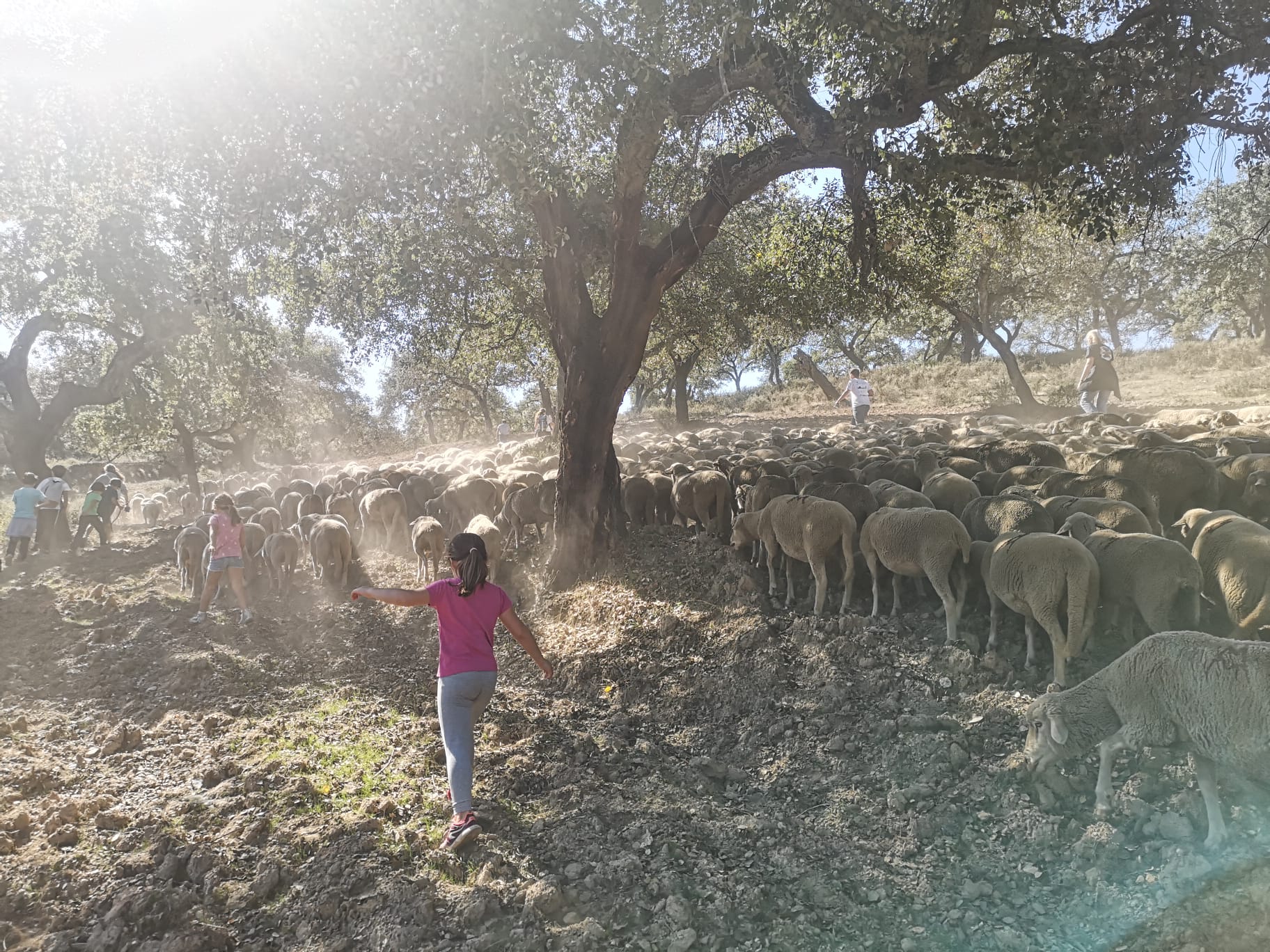 Transhumancia en Santa Olalla del Cala, en Huelva.