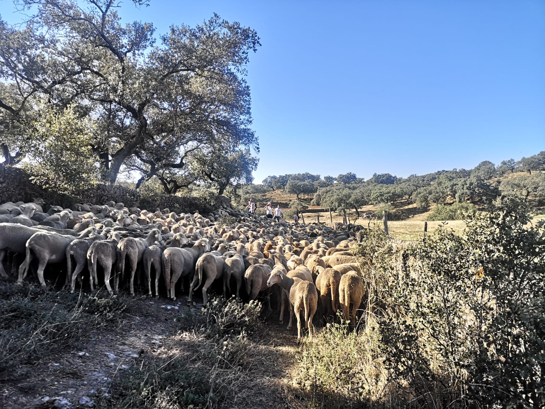 Transhumancia en Santa Olalla del Cala.