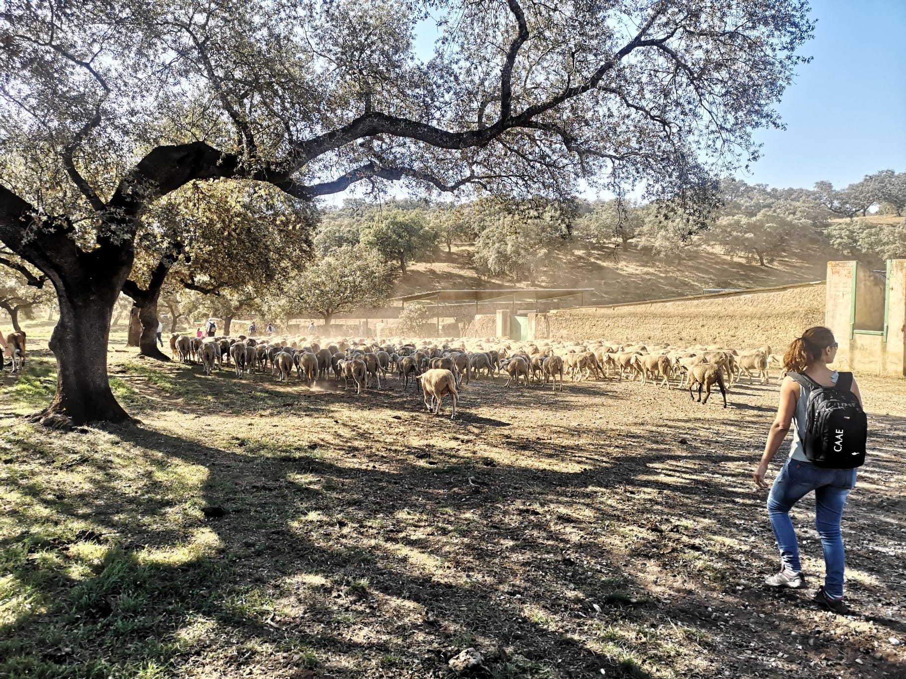 Transhumancia en Huelva.