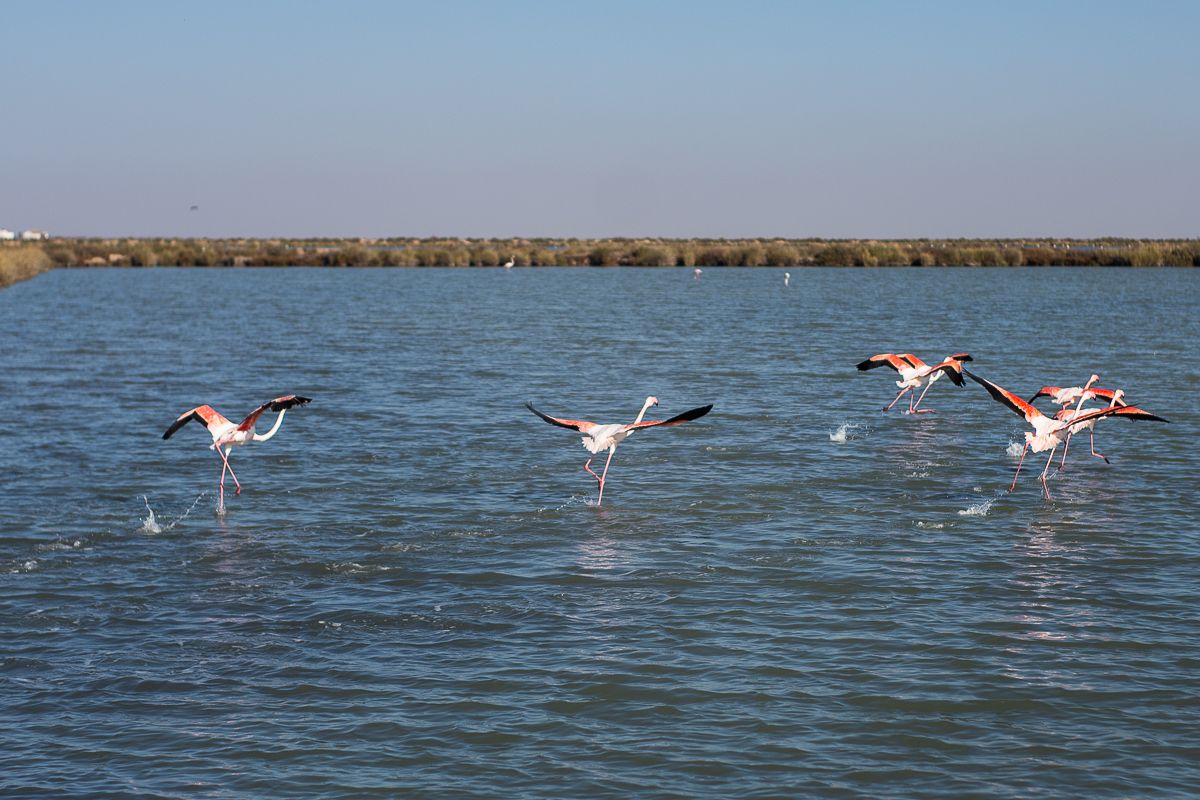 Flamencos, Salinas de Sanlúcar. "La plaza del Cabildo, El Palmar o Doñana: estas son las principales atracciones en Cádiz según TripAdvisor"