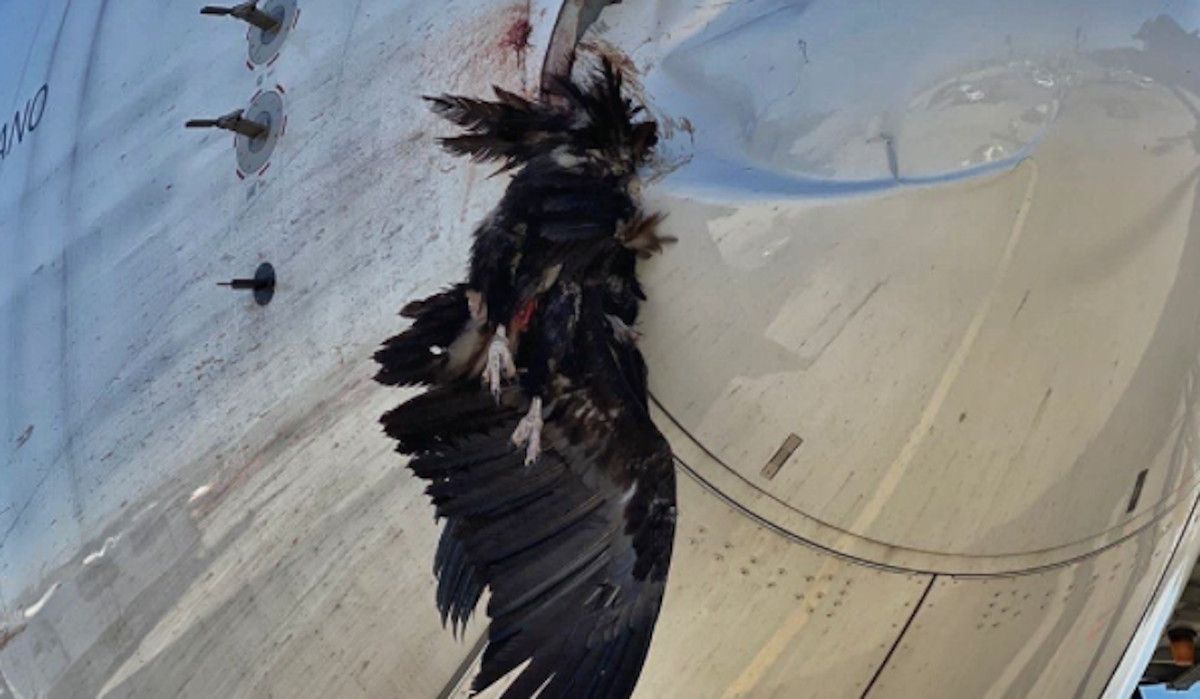 Buitre muerto empotrado en un avión que aterrizó en el aeropuerto de Barajas.