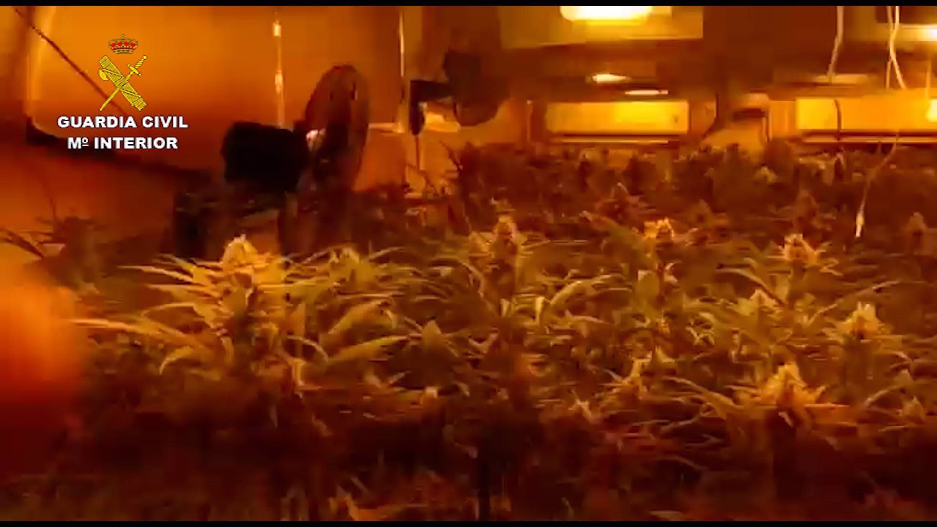 Plantación de marihuana incautada en Jerez