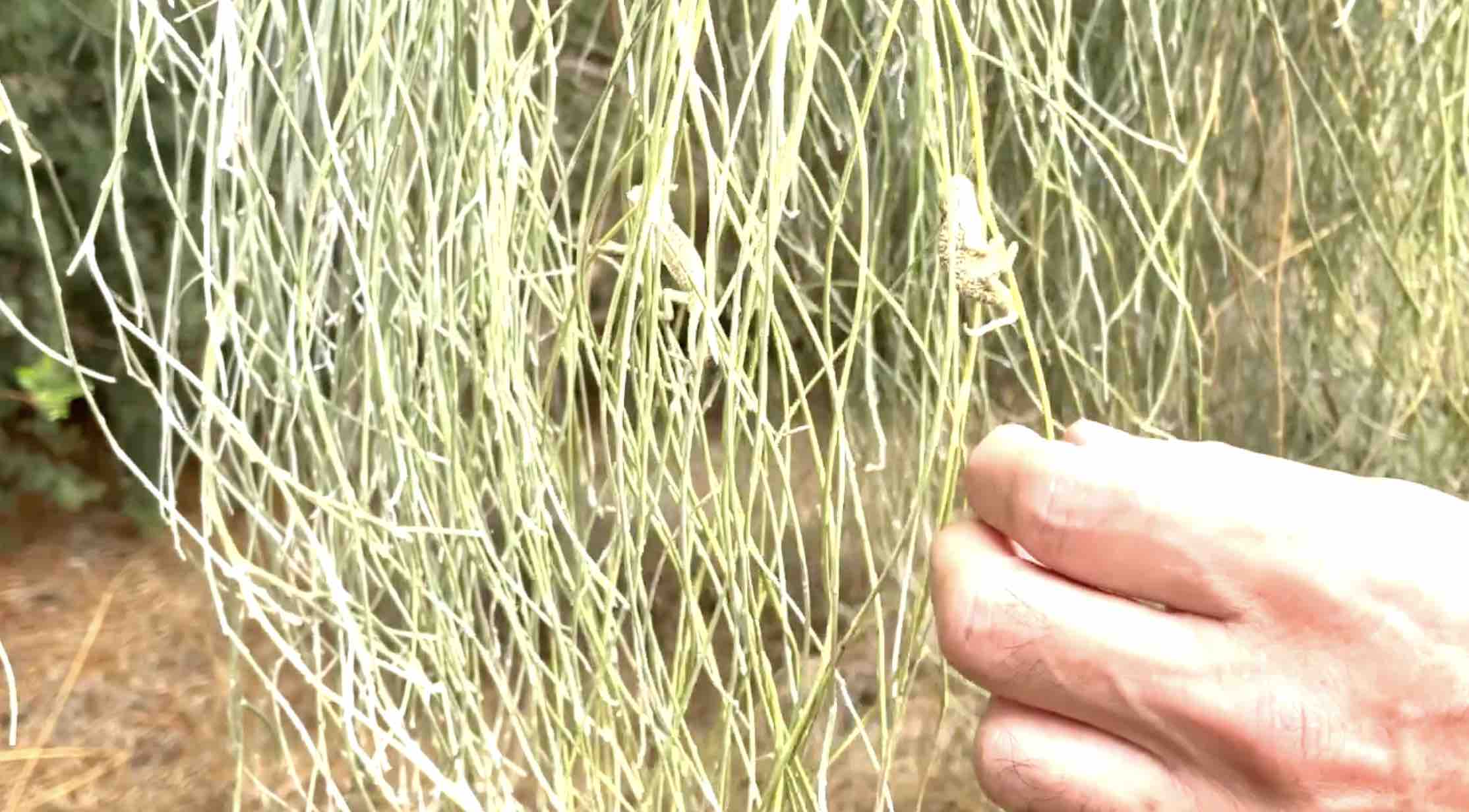 Decenas de nuevas crías de camaleón en Rota.