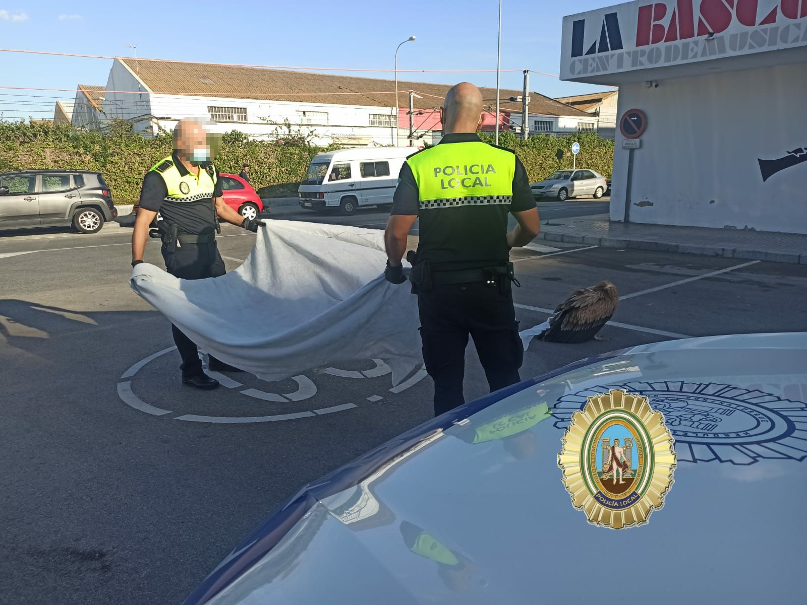 Rescatan a un buitre de grandes dimensiones en la lonja de Cádiz