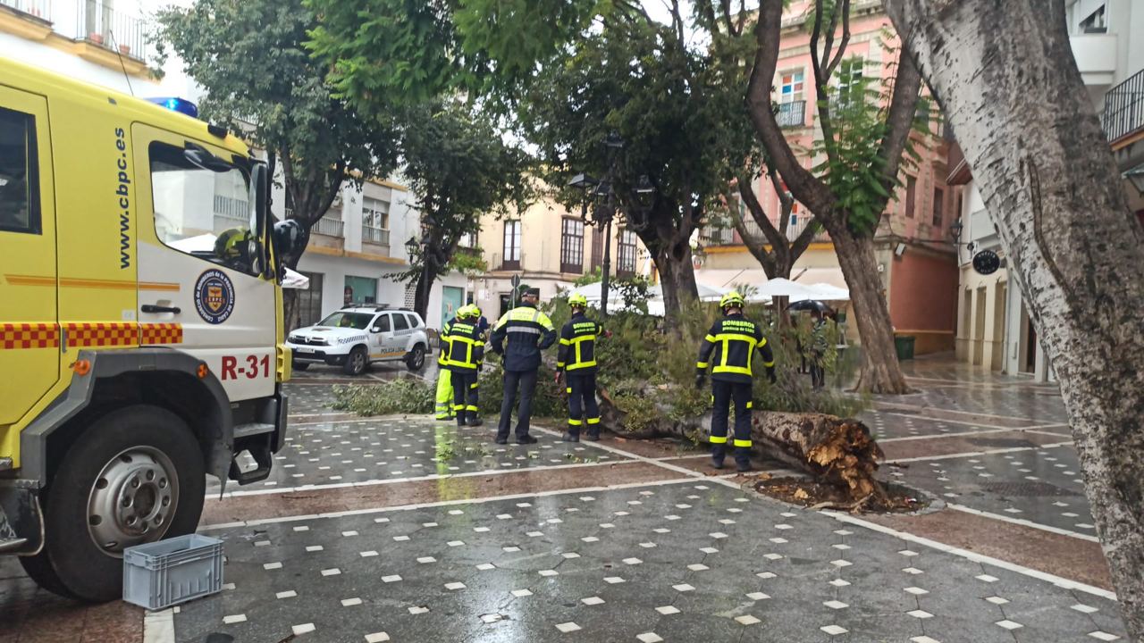 Los efectivos retiran el árbol caído en la plaza Plateros de Jerez.