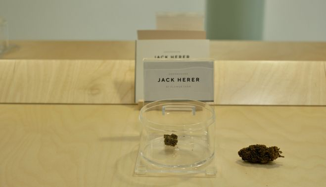 Jack Herer, una variedad de cannabis sativa híbrida múltiple.