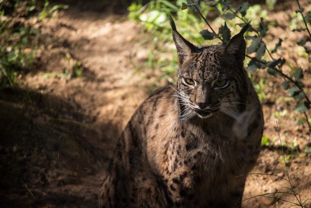 Un lince ibérico, en imagen de archivo.