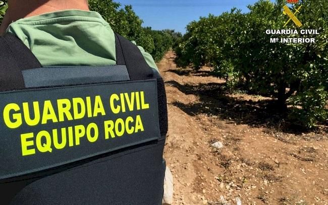 Desaparecen 3.000 kilos de chirimoyas en una finca de Salobreña