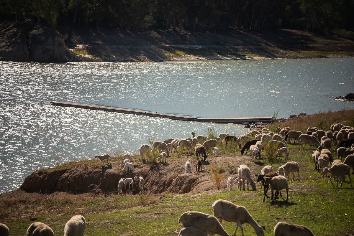 Sin agua, sin cultivo, sin pasto: si en febrero no llueve en España, se perderá el 80% de las cosechas. En la imagen, el pantano de Bornos asolado por la sequía. 