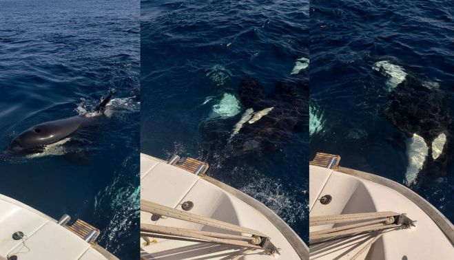 Las orcas interactuando con el barco de Rafael, en imágenes tomadas por su propio hijo.