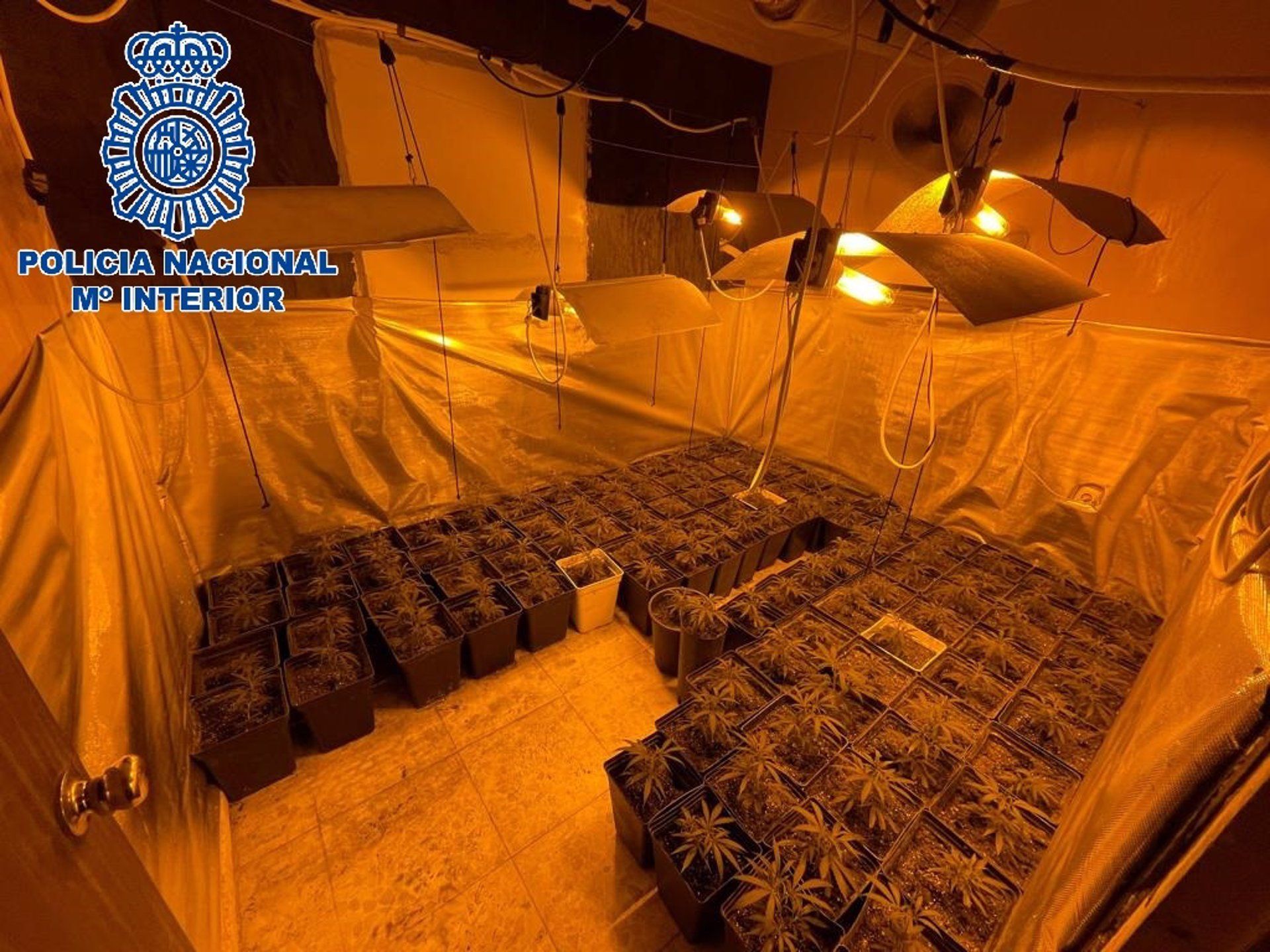 Una jerezana de 54 años ocultaba su plantación de marihuana en una casa en la Sierra San Cristóbal.