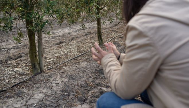 "Estos olivos son como de mi familia: los hemos visto crecer".