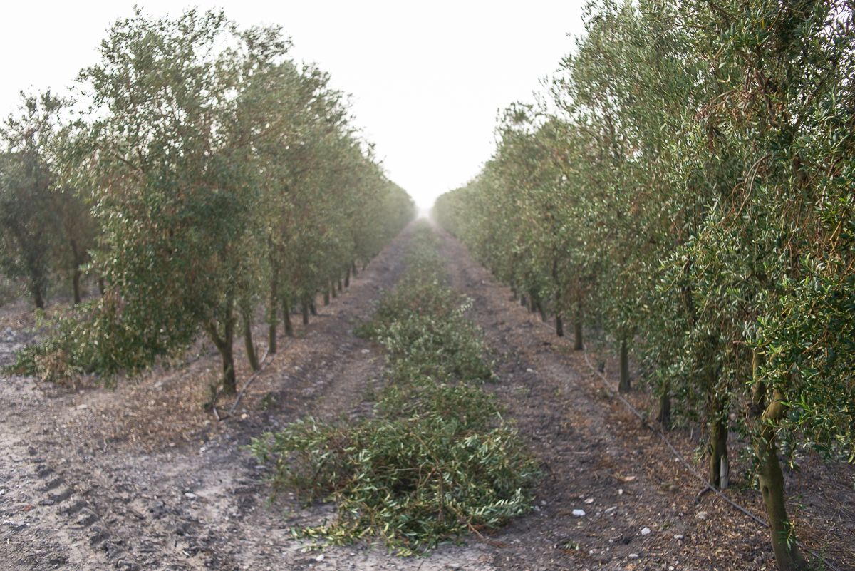 Sin agua, sin luz y sin sueldo: así explotaban un clan en Sevilla una menor embarazada y su hermano discapacitado