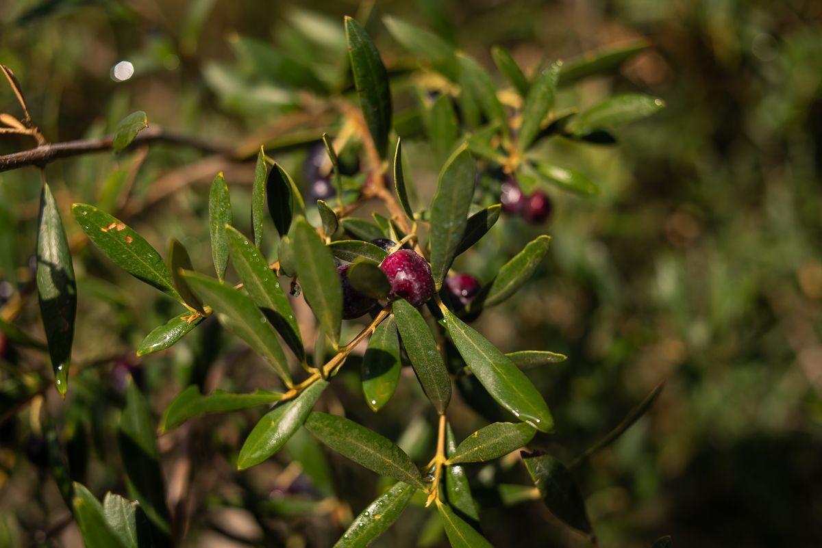 Las aceitunas que han quedado en los olivos, ya recogidos, de los Ferral.