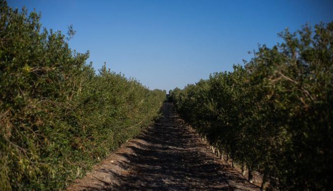 Los olivos arbustivos superintensivos de arbequina en Jerez.