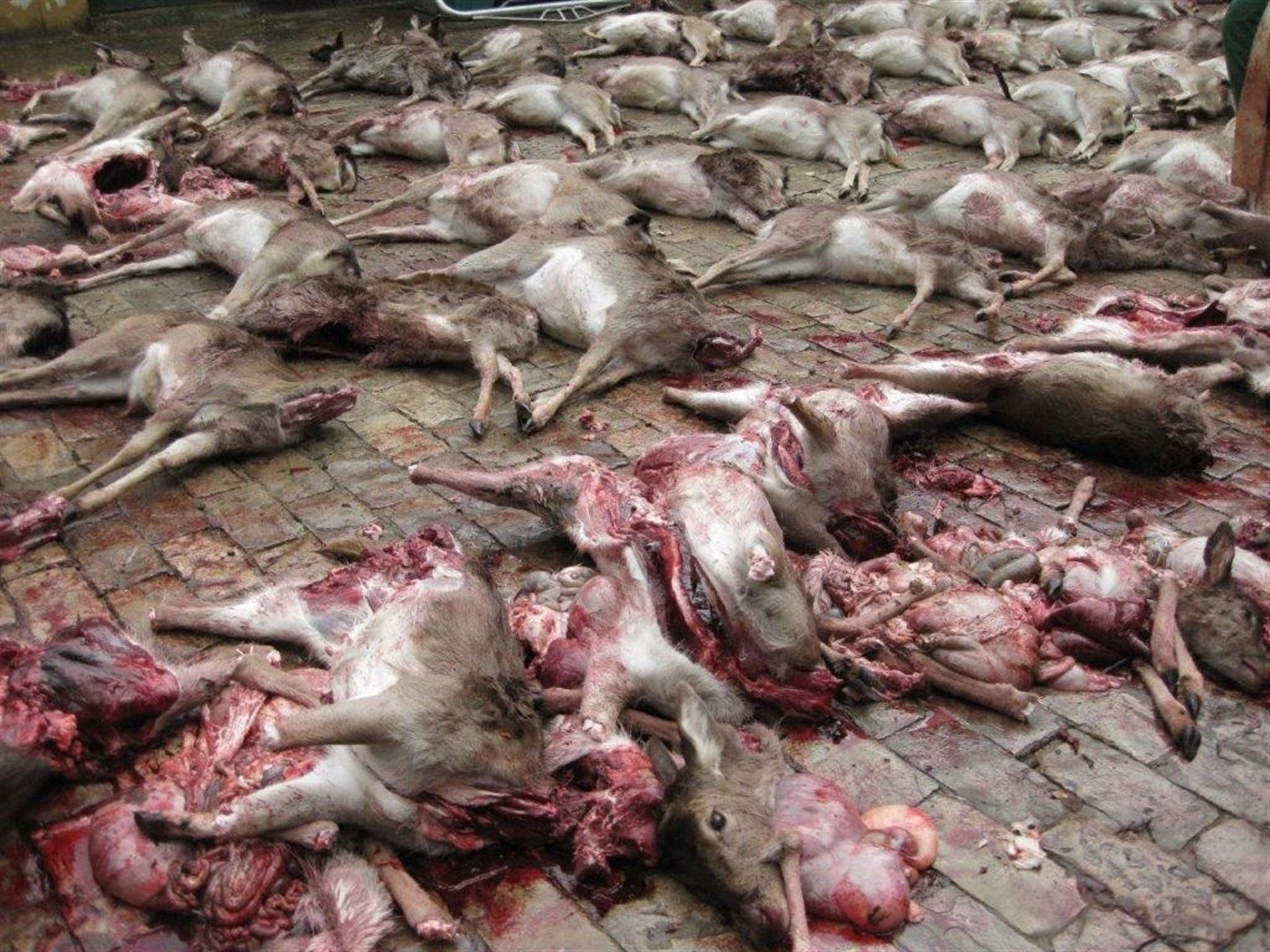 La agrupación Verdemar Ecologistas en Acción ha censurado la "mala planificación cinegética" de la finca de titularidad estatal La Almoraima.