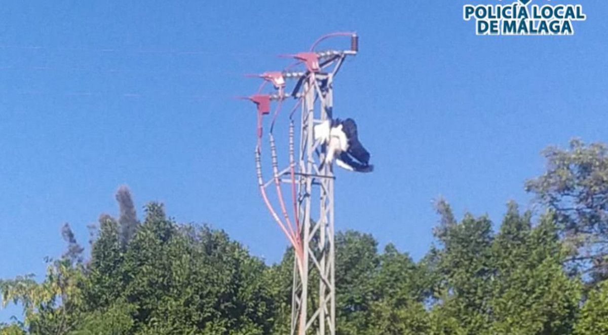 Hallan casi una veintena de cigüeñas blancas electrocutadas en Málaga.
