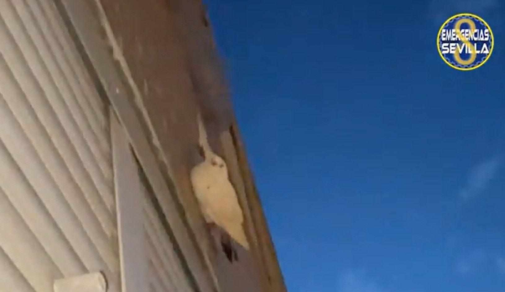 Al rescate de una paloma atrapada en la fachada de un edificio de Sevilla.