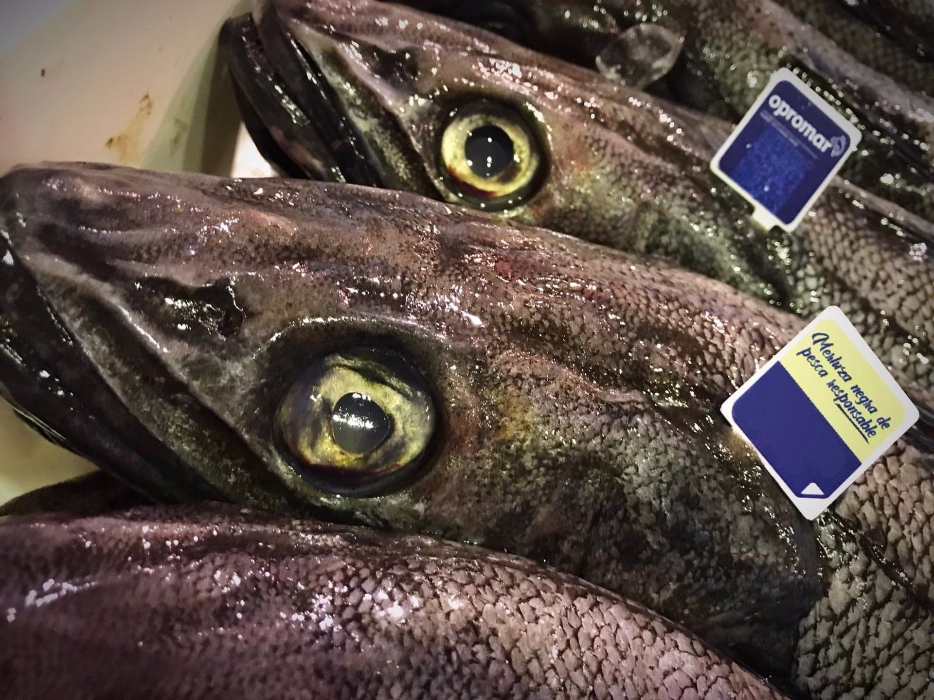 Merluza Negra de Pesca Responsable que se podrá degustar en el mercado de Cádiz.