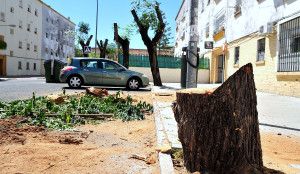 Tala-de-arboles-en-la-Constancia_0006-300x174