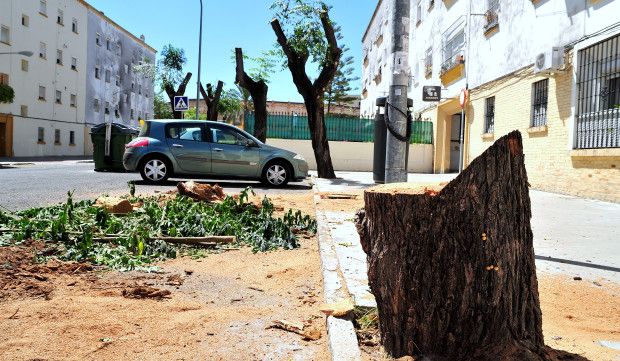 Tala-de-arboles-en-la-Constancia_0006-e1408544875119