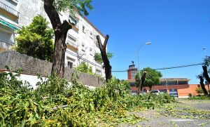 Tala-de-arboles-en-la-Constancia_0002-300x181