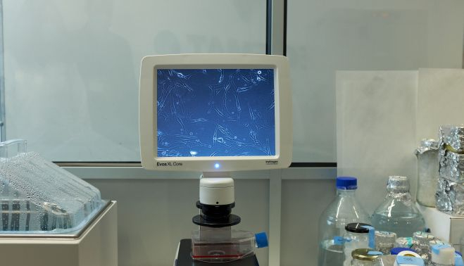 Fibroplastos de piel humana observados al microscopio óptico.   Constantino Ruiz