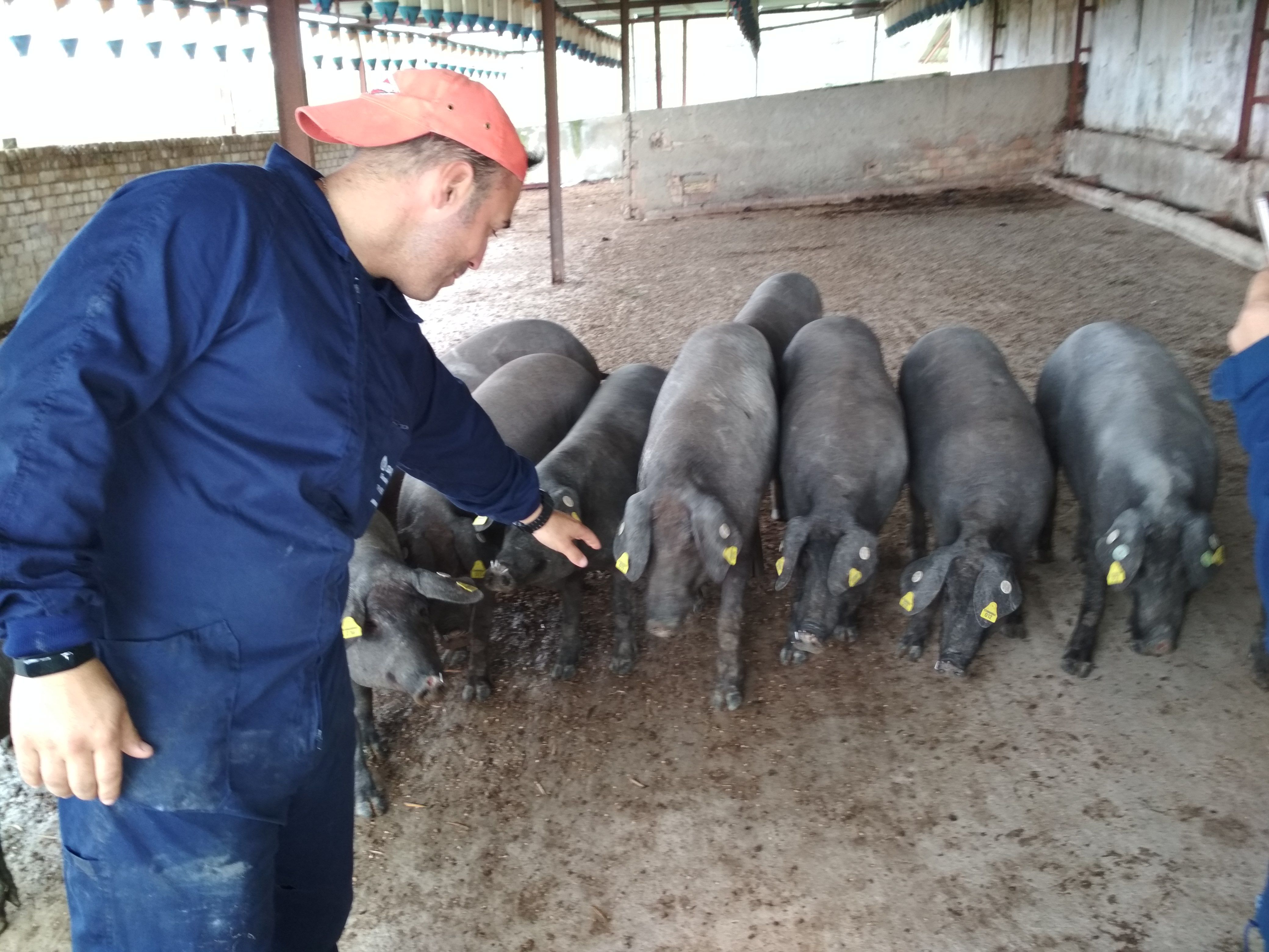 La Fundación Savia se ha mostrado en contra de la modificación aprobada en la norma de calidad del cerdo ibérico. La Fundación Savia se ha mostrado en contra de la modificación aprobada en la norma de calidad del cerdo ibérico.