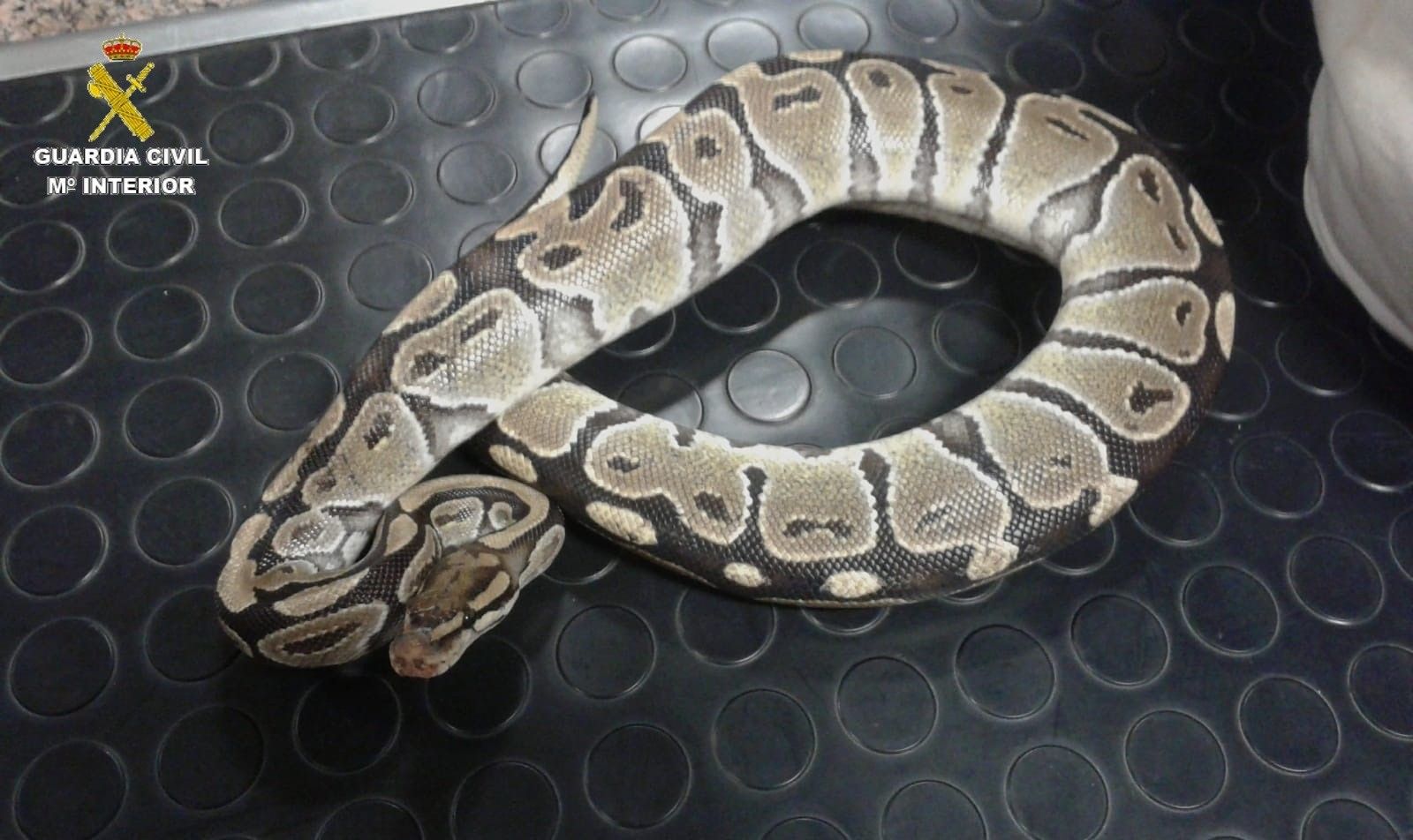 Los ejemplares intervenidos por la Guardia Civil.