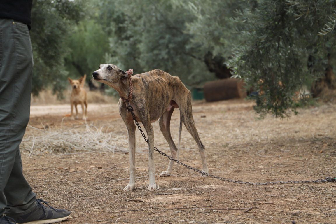 Piden hasta tres años y medio por el maltrato de 22 perros en la finca de los horrores en Cabra