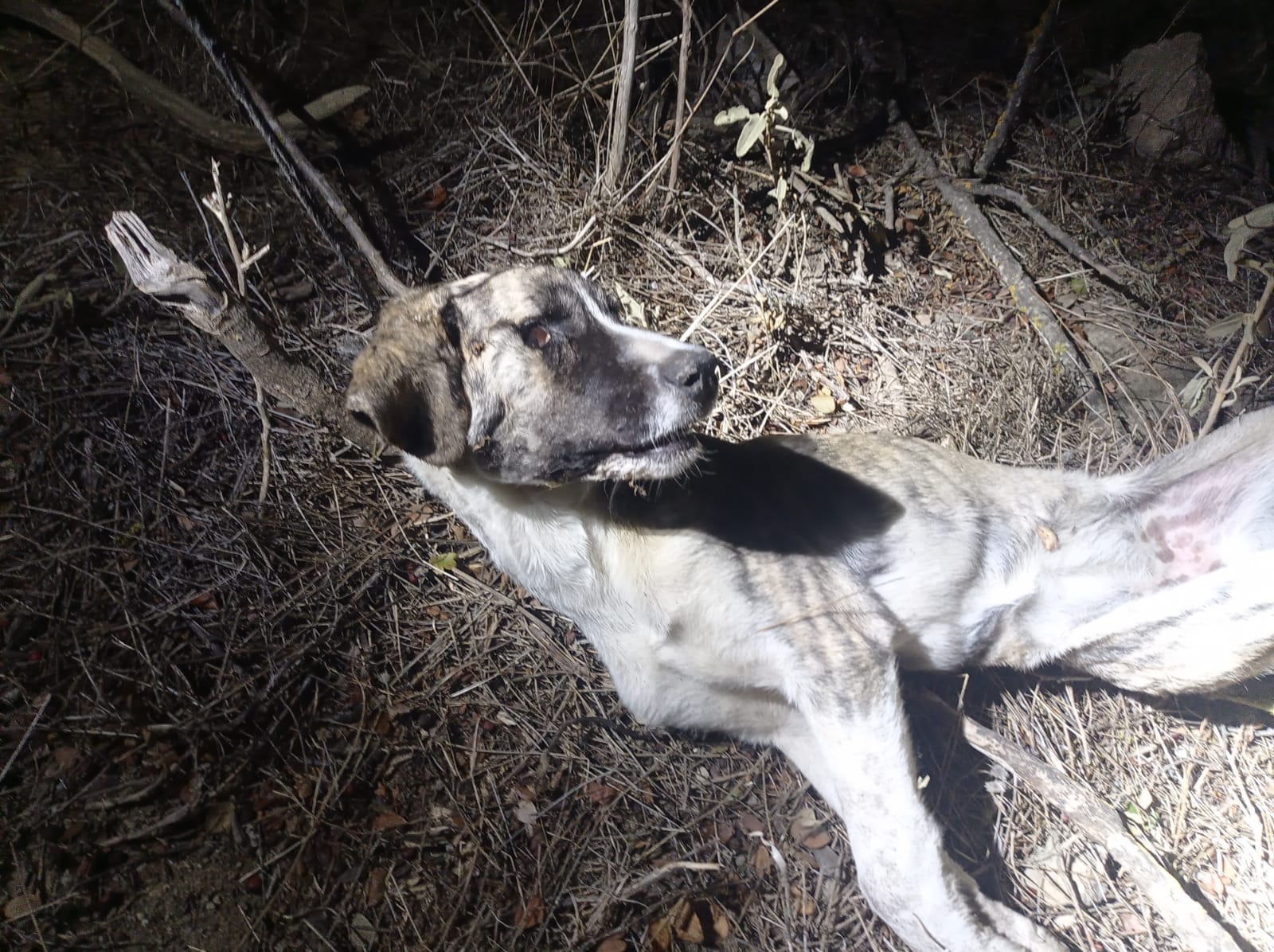 Encuentran el cadáver de una cachorra de mastín ahorcada en un municipio de Málaga