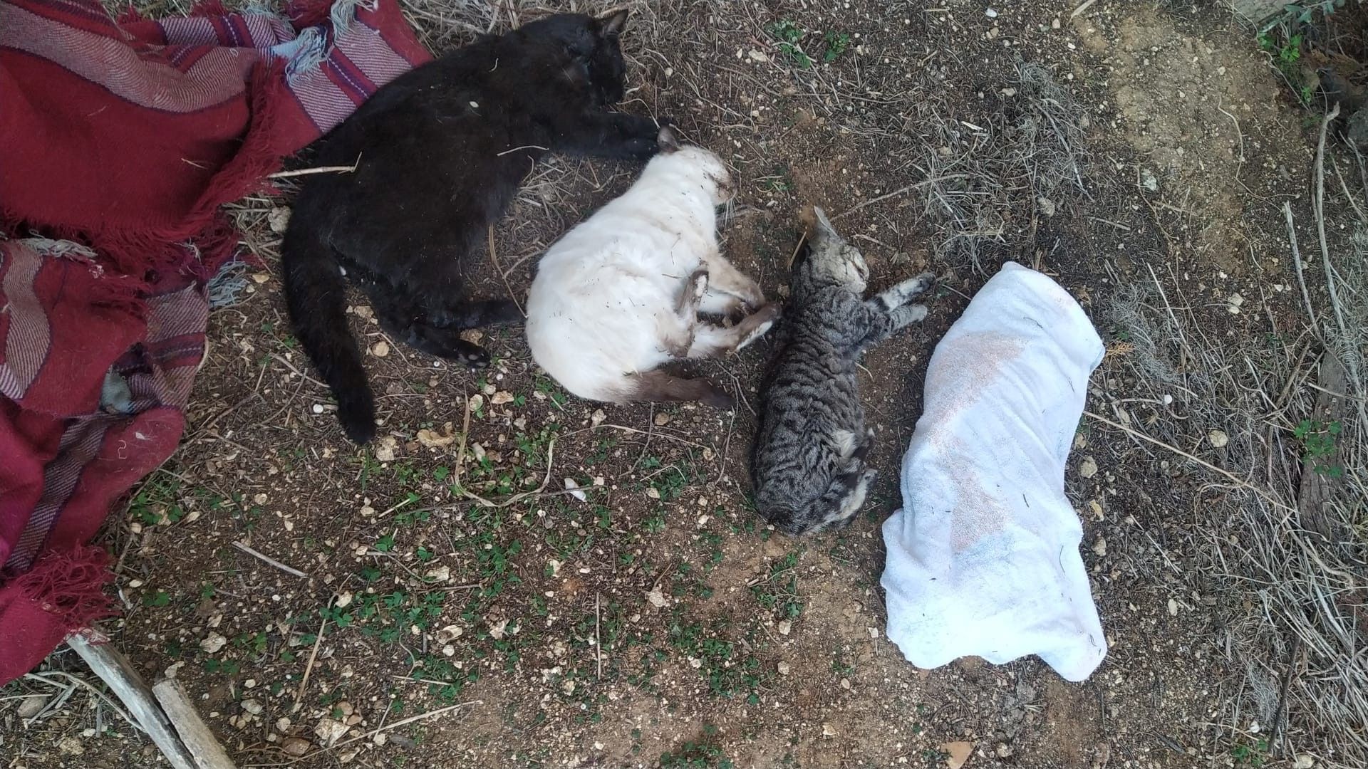 Gatos muertos en la colonia de Chiclana.