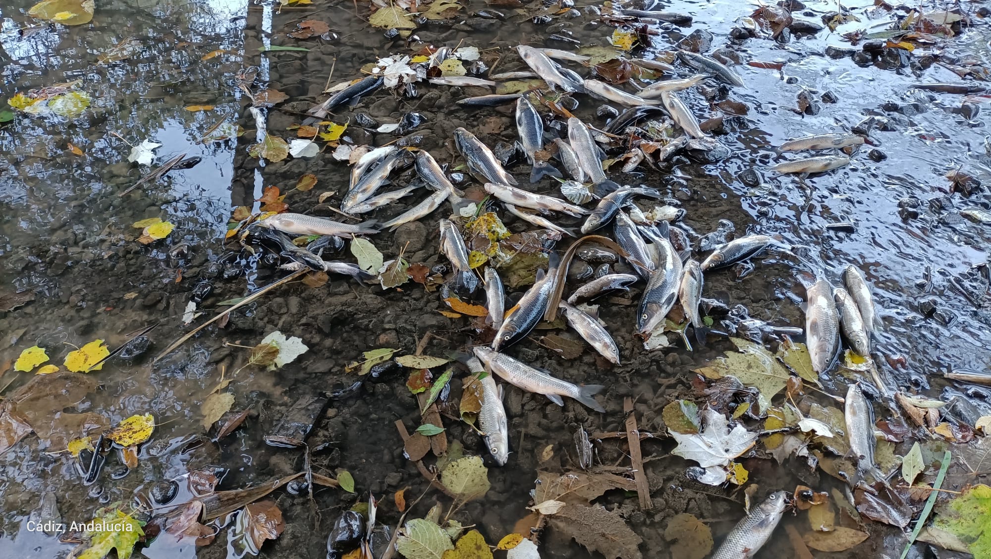 Aparece una multitud de peces muertos en el río Pícaro en el Estrecho de Gibraltar