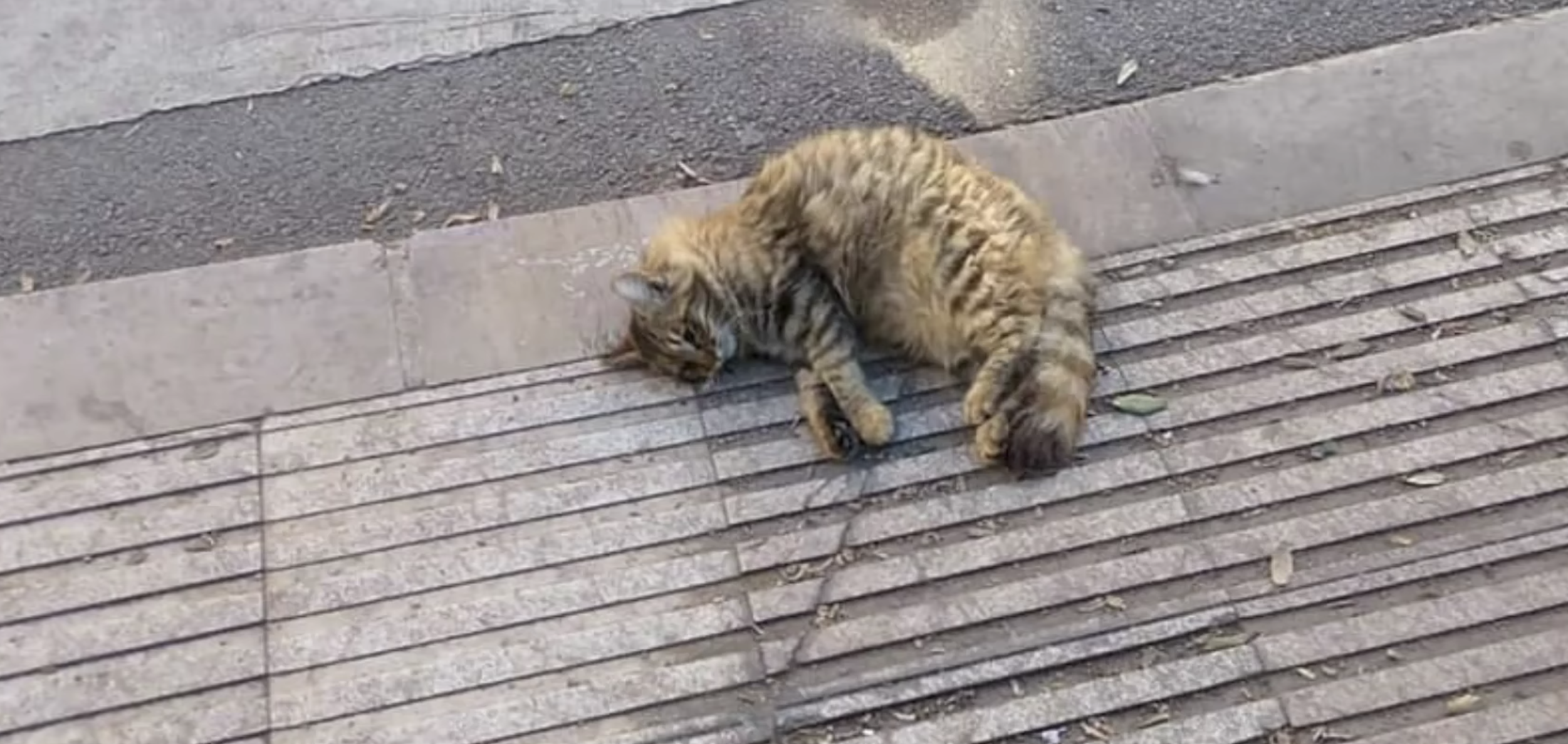 Aparecen gatos muertos a causa de los petardos en Málaga.