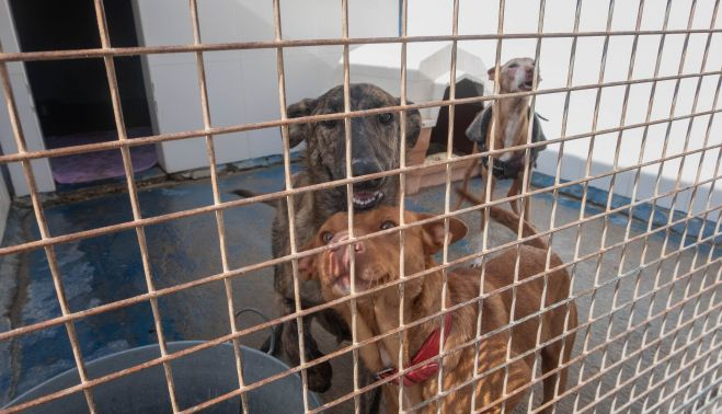 PROTECTORA NO ME ABANDONES 00011