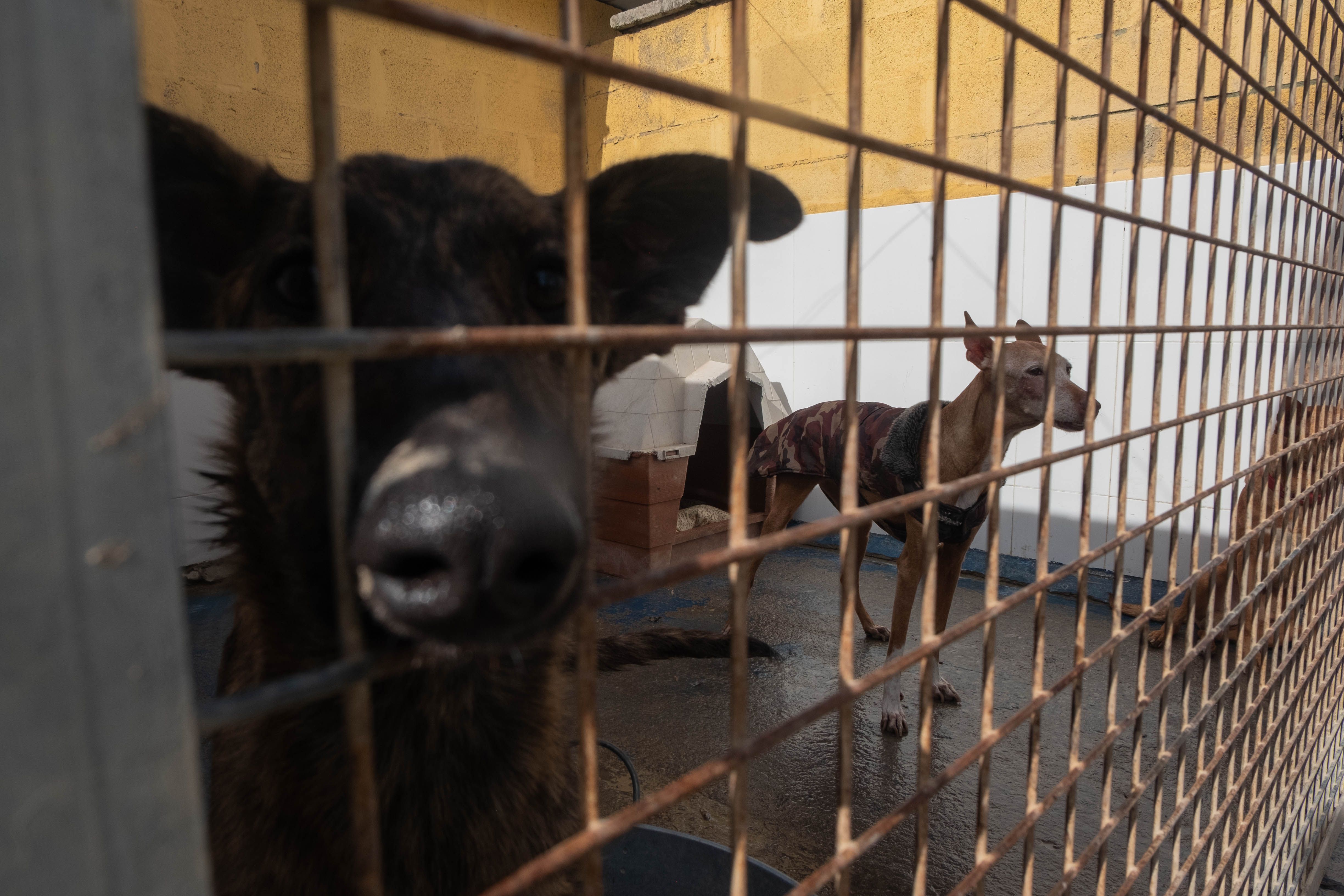 Animales en una protectora en una imagen de archivo. Animales en una protectora en una imagen de archivo.