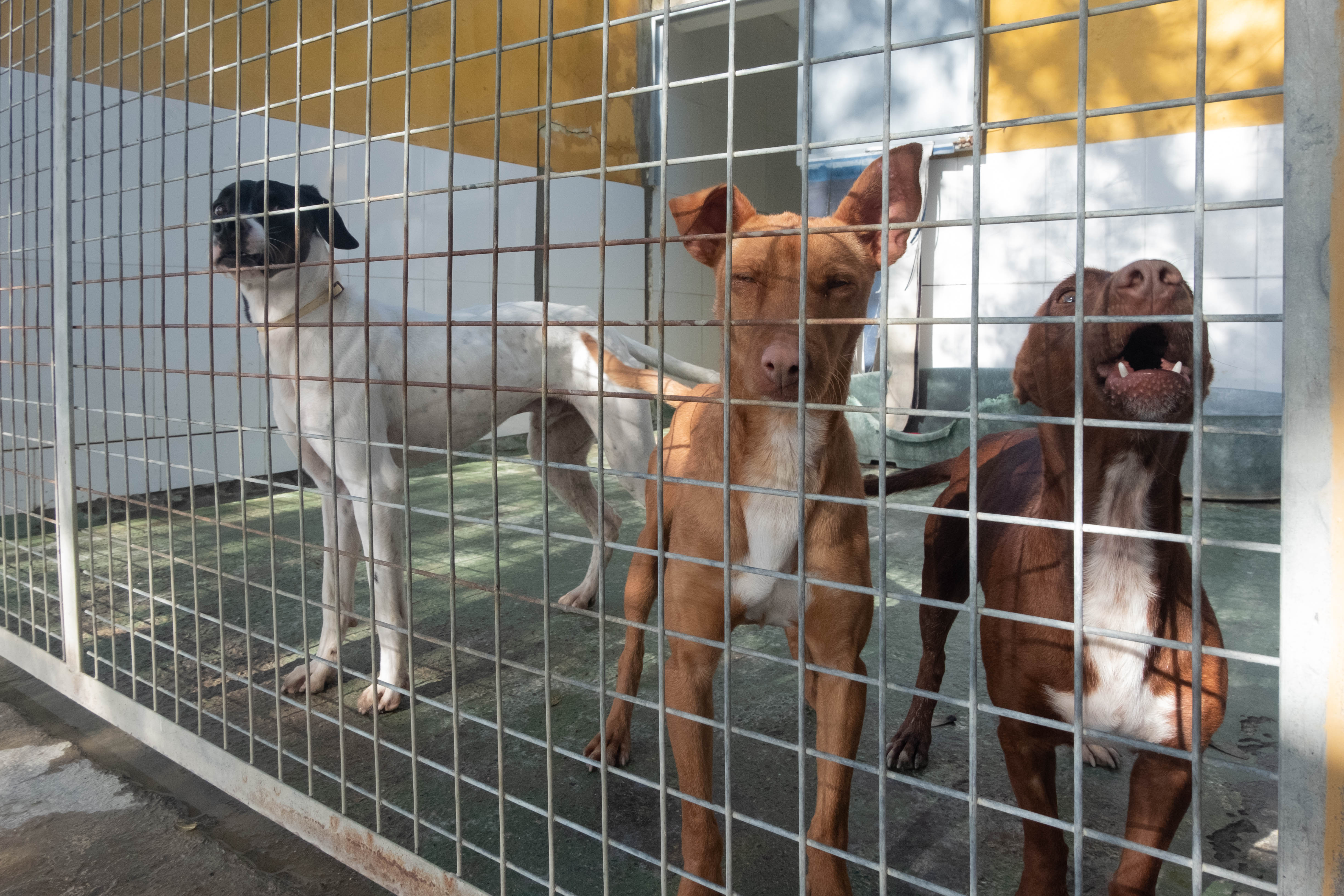 Un plan atacará el abandono de mascotas y fomentará la adopción en Jerez. En la imagen, perros de la protectora 'No Me Abandones'.