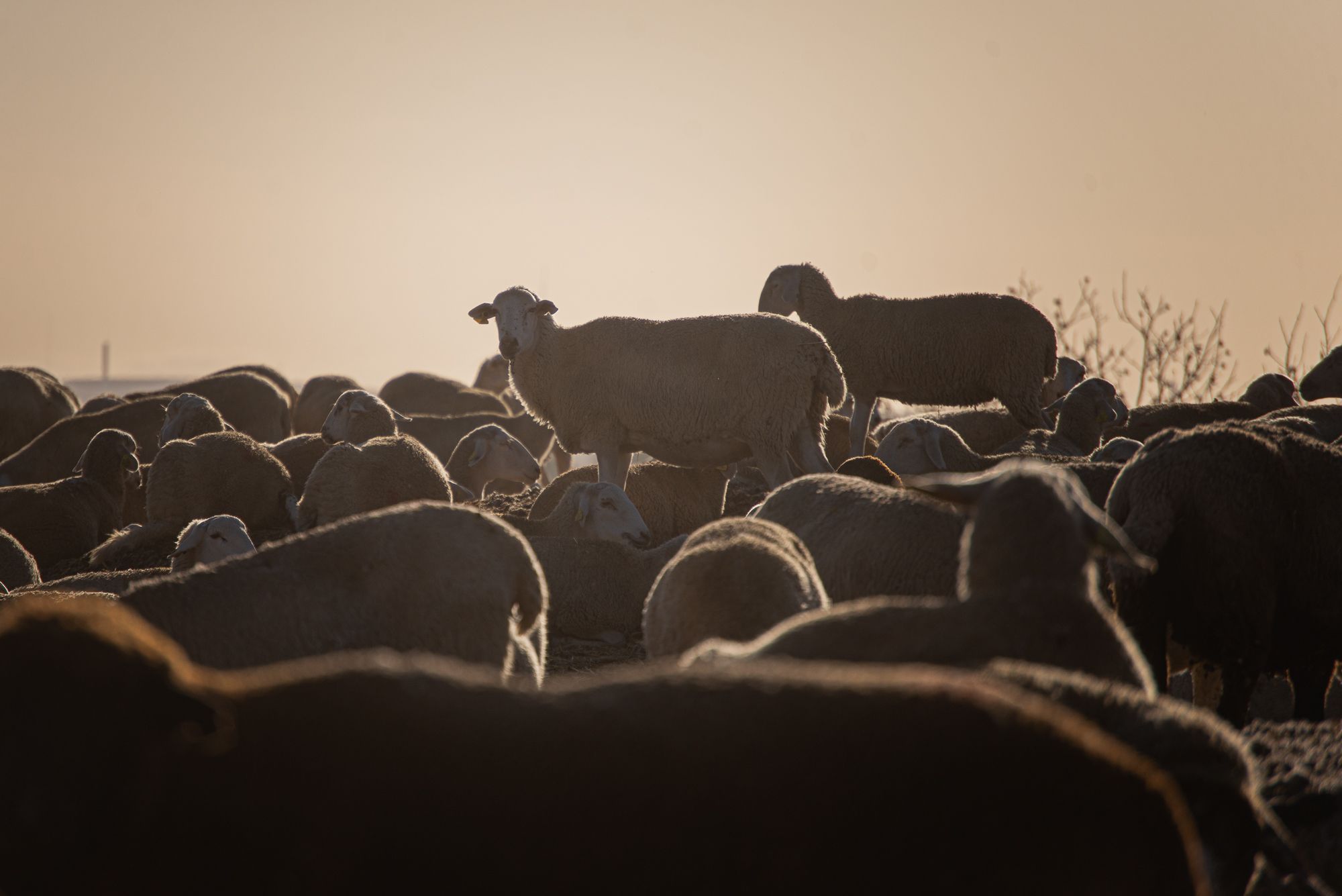Ovejas en una imagen de archivo. 