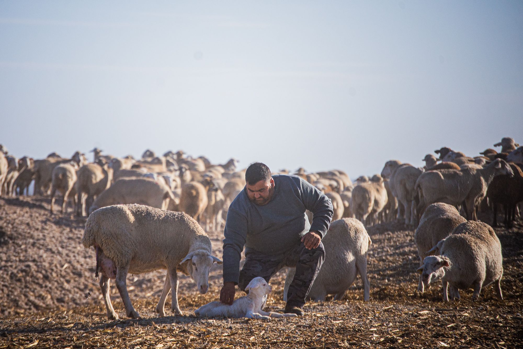 El ganadero Guillermo Romero, junto a sus ovejas en Lebrija.   