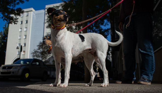 ratonero bodeguero andaluz 00006