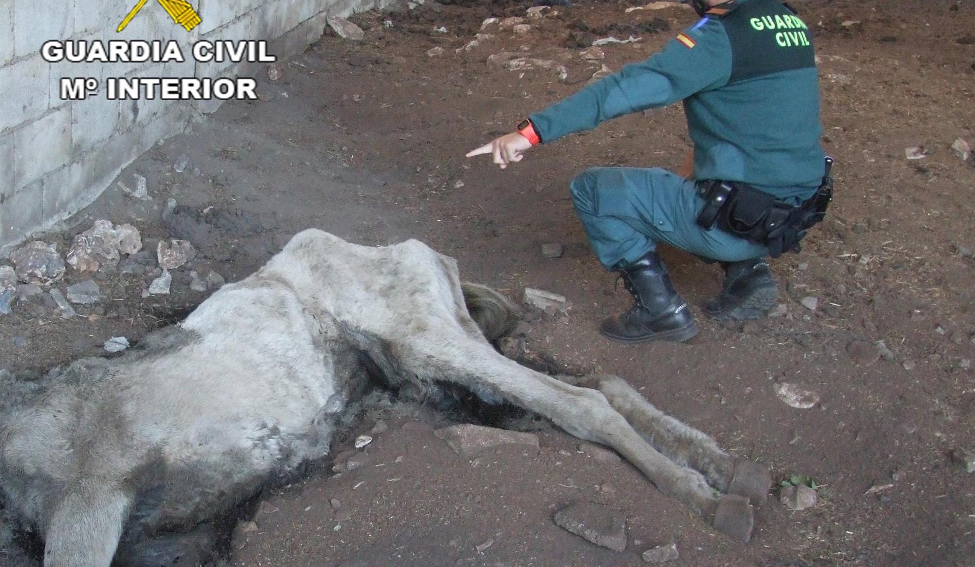 Una yegua muerta, víctima de maltrato animal, a la que no daban de comer ni beber.