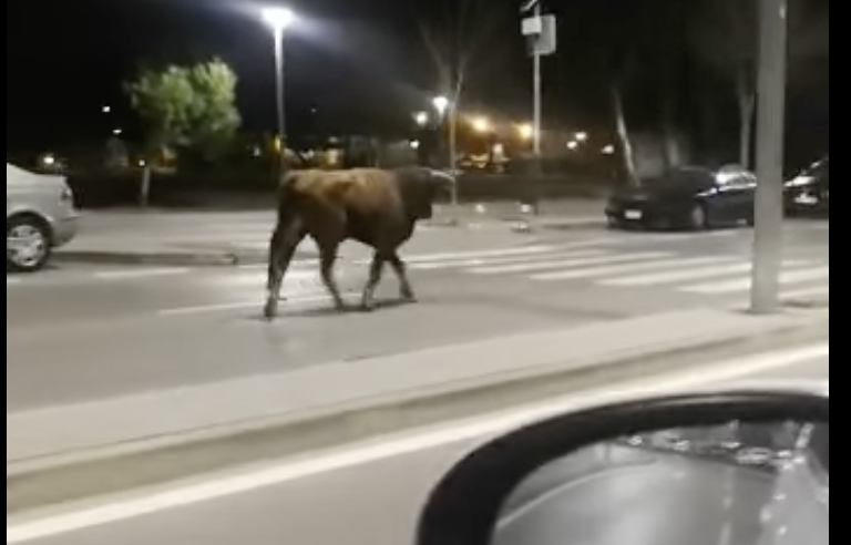 Peligro: un toro suelto por la avenida Juan Carlos I de Jerez.