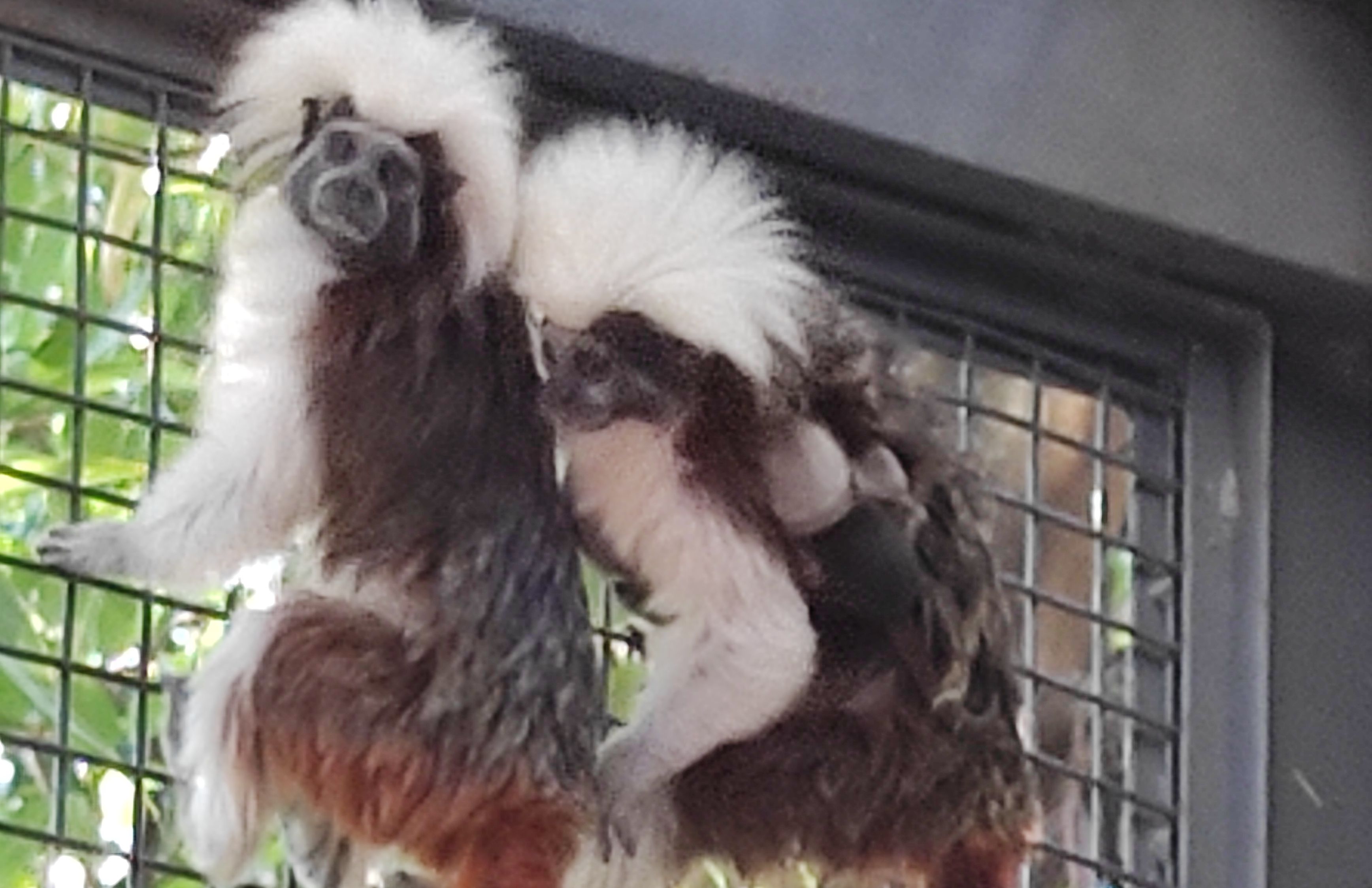 Nacimiento de titíes  'cabeza de algodón' en el Zoo de Jerez.