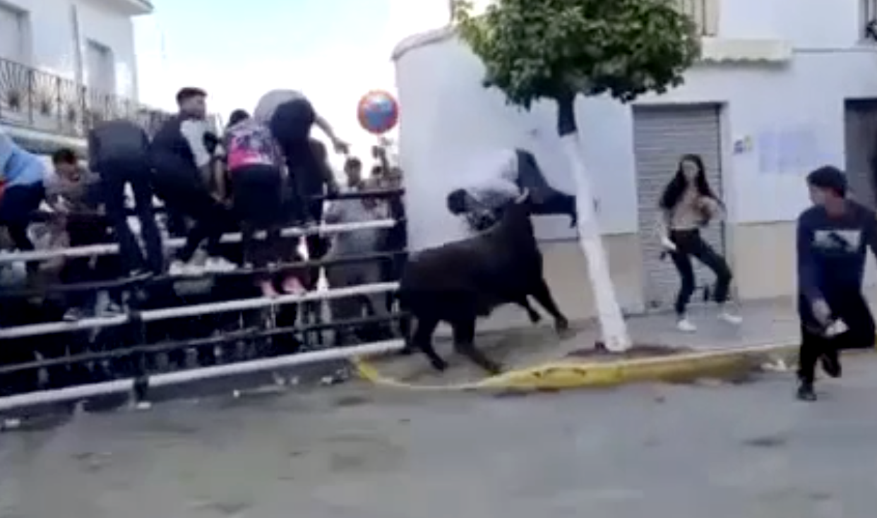 Muere al ser embestido mientras grababa un vídeo en el Toro del Aguardiente de Puerto Serrano. En la imagen del vídeo que circula por las redes, momento del impacto.