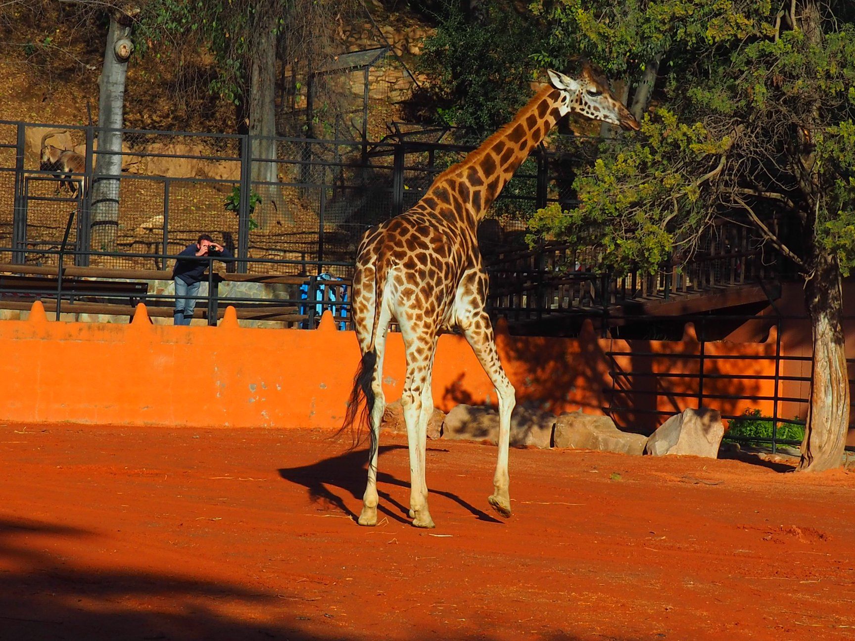 Una de las jirafas que ha llegado al Zoo de Córdoba. FOTO: Zoo de Córdoba.