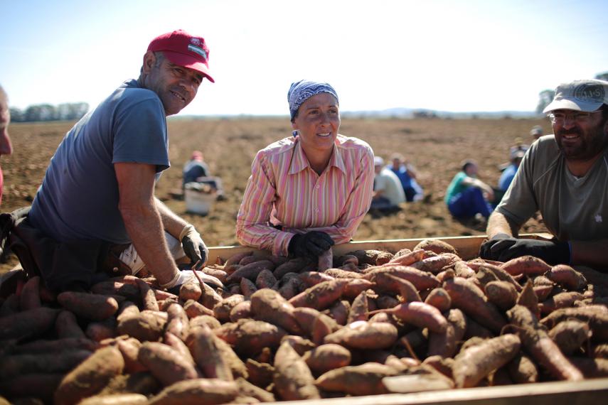 Una jornalera y sus compañeros junto a un palé repleto de boniato, en una finca ubicada en el término municipal de Jerez. FOTO: JUAN CARLOS TORO.