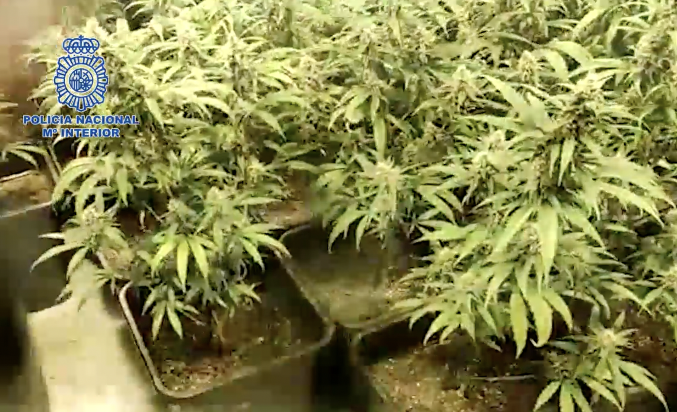 Cultivo, procesado y venta de marihuana en los bajos de un bloque de Los Naranjos.