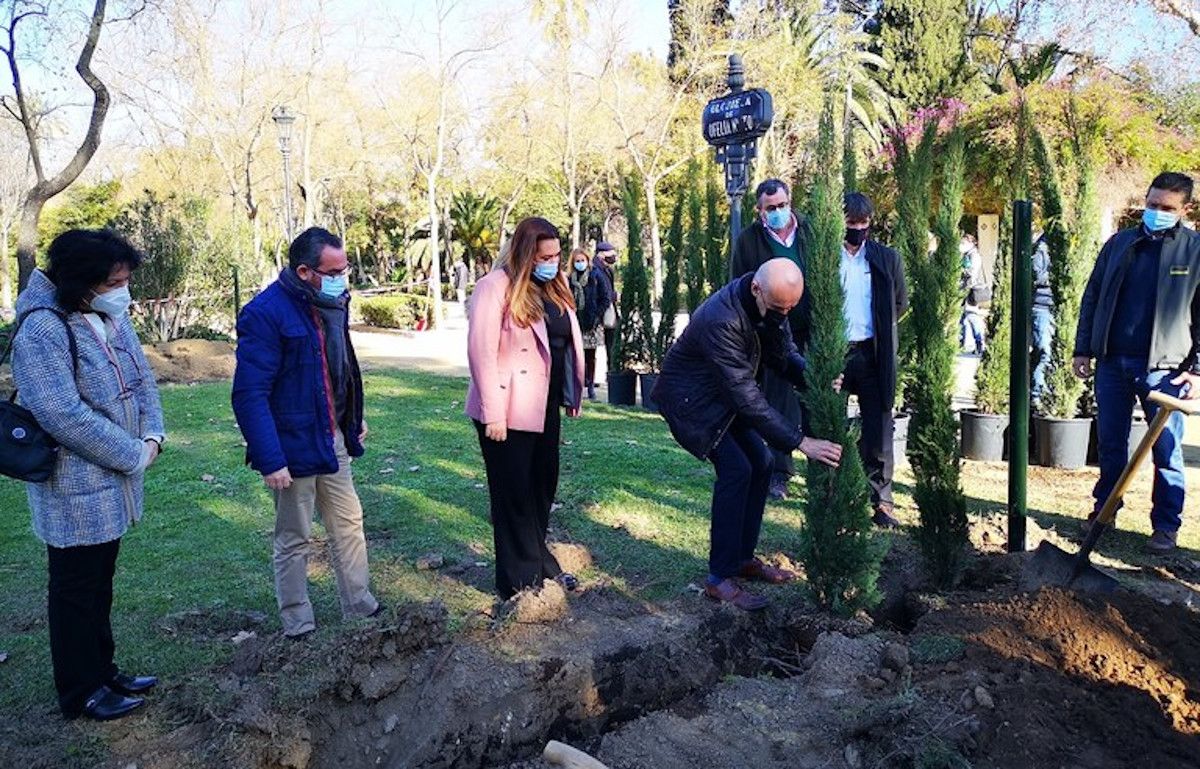 El Ayuntamiento de Sevilla planta 400 cipreses en la Glorieta de Ofelia Nieto del parque de María Luisa.